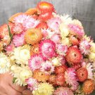 Strawflower Seashells Mix 30 Flower Seeds