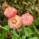 Strawflower Apricot-Peach Mix Helichrysum Bracteatum 30 Flower Seeds