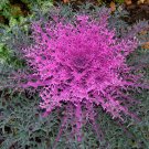 Flowering Kale Peacock Red 20 Flower Seeds