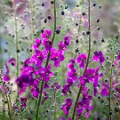 Verbascum Violetta 30 Flower Seeds