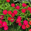 Zinnia Profusion Double Hot Cherry Zinnia Elegans 20 Flower Seeds