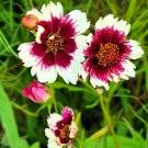 Coreopsis Hyb. Incredible Swirl Tickseed 50 Flower Seeds
