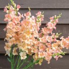Snapdragon Chantilly Light Salmon Antirrhinum Majus 20 Flower Seeds