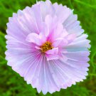 Cosmos Cupcakes Blush 25 Flower Seeds