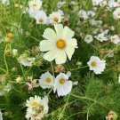 Cosmos Limelight 25 Flower Seeds