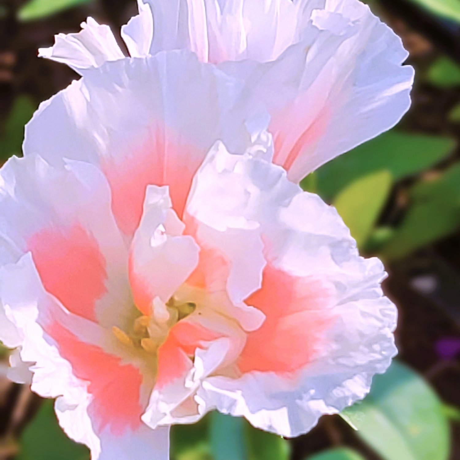 Godetia Grace Shell Pink Clarkia Amoena 20 Flower Seeds