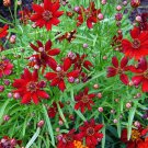 Coreopsis Cinnamon Coreopsis Tinctoria 30 Flower Seeds