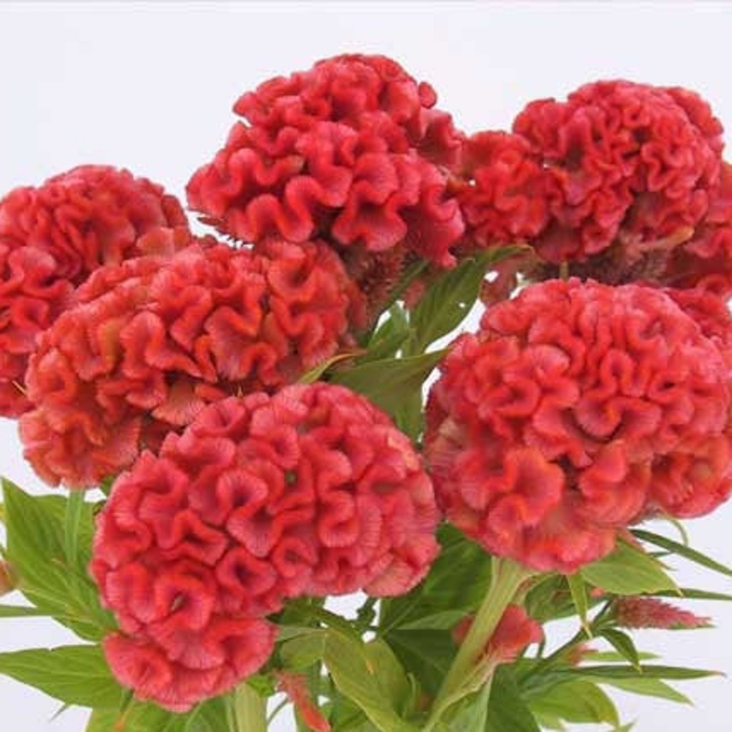 Celosia Chief Persimmon Cockscomb Celosia Argentea Cristata 25 Flower Seeds