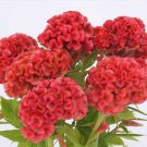 Celosia Chief Persimmon Cockscomb Celosia Argentea Cristata 25 Flower Seeds