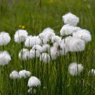 Eriophorum Tussock Cotton Grass 50 Ornamental Grass Seeds
