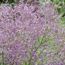 Limonium Latifolium Sea Lavender 20 Flower Seeds