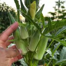 Gold Coast Okra Seeds