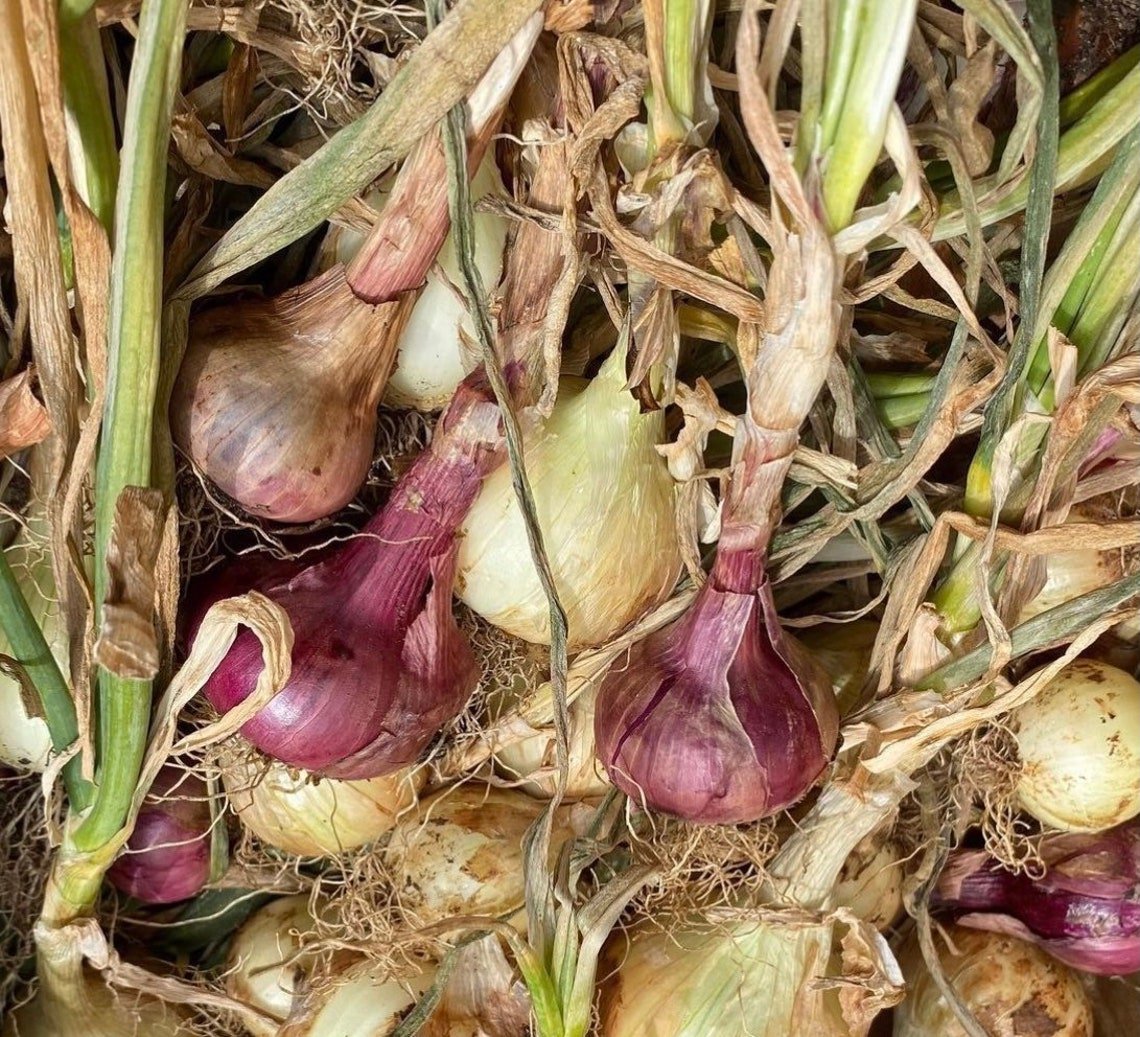 Okra Seeds Rainbow Pack