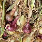 Okra Seeds Rainbow Pack