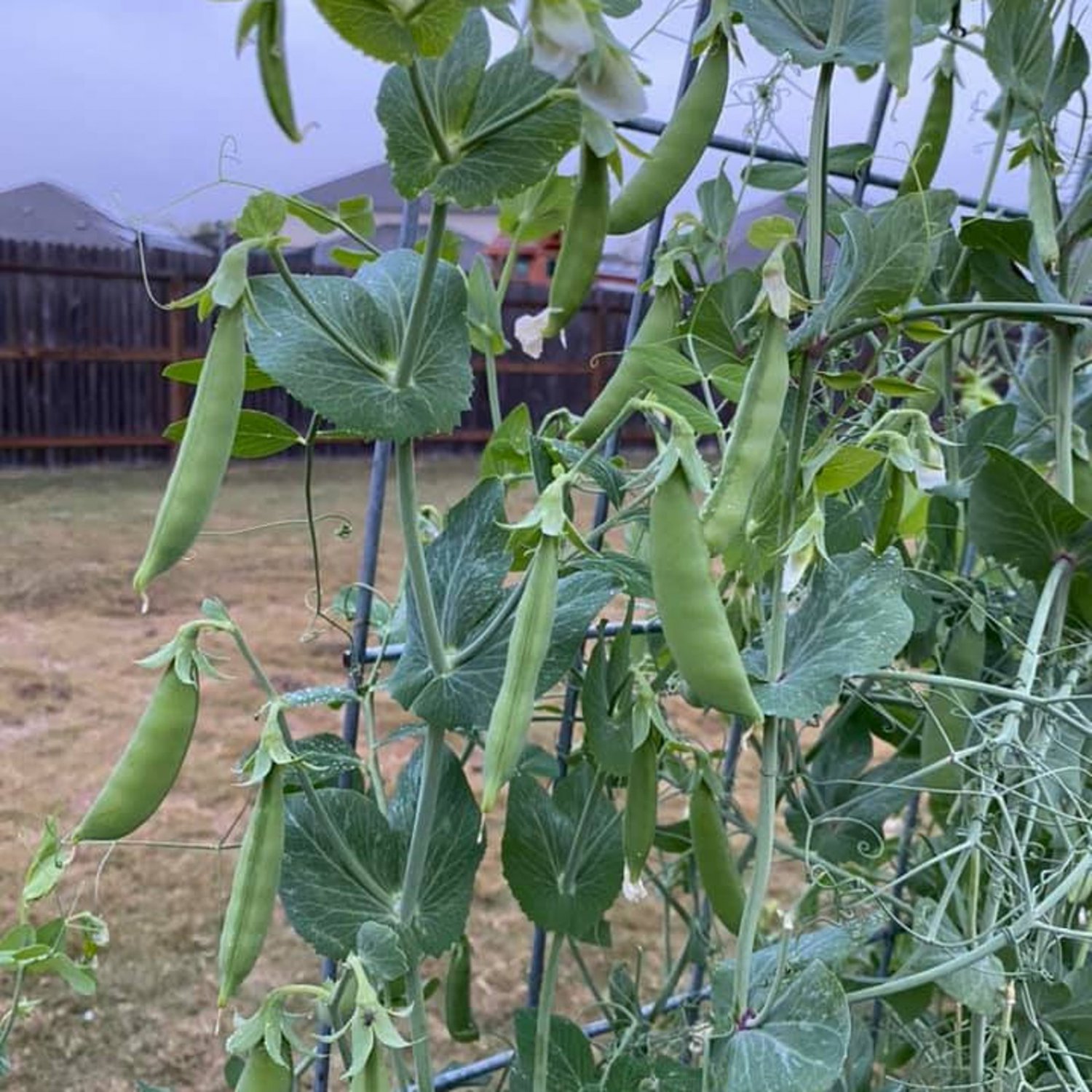 Snap Pea Seeds