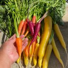 Rainbow Carrot Seeds
