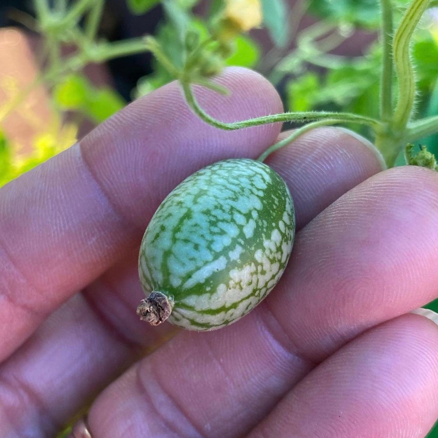 Cucamelon Seeds