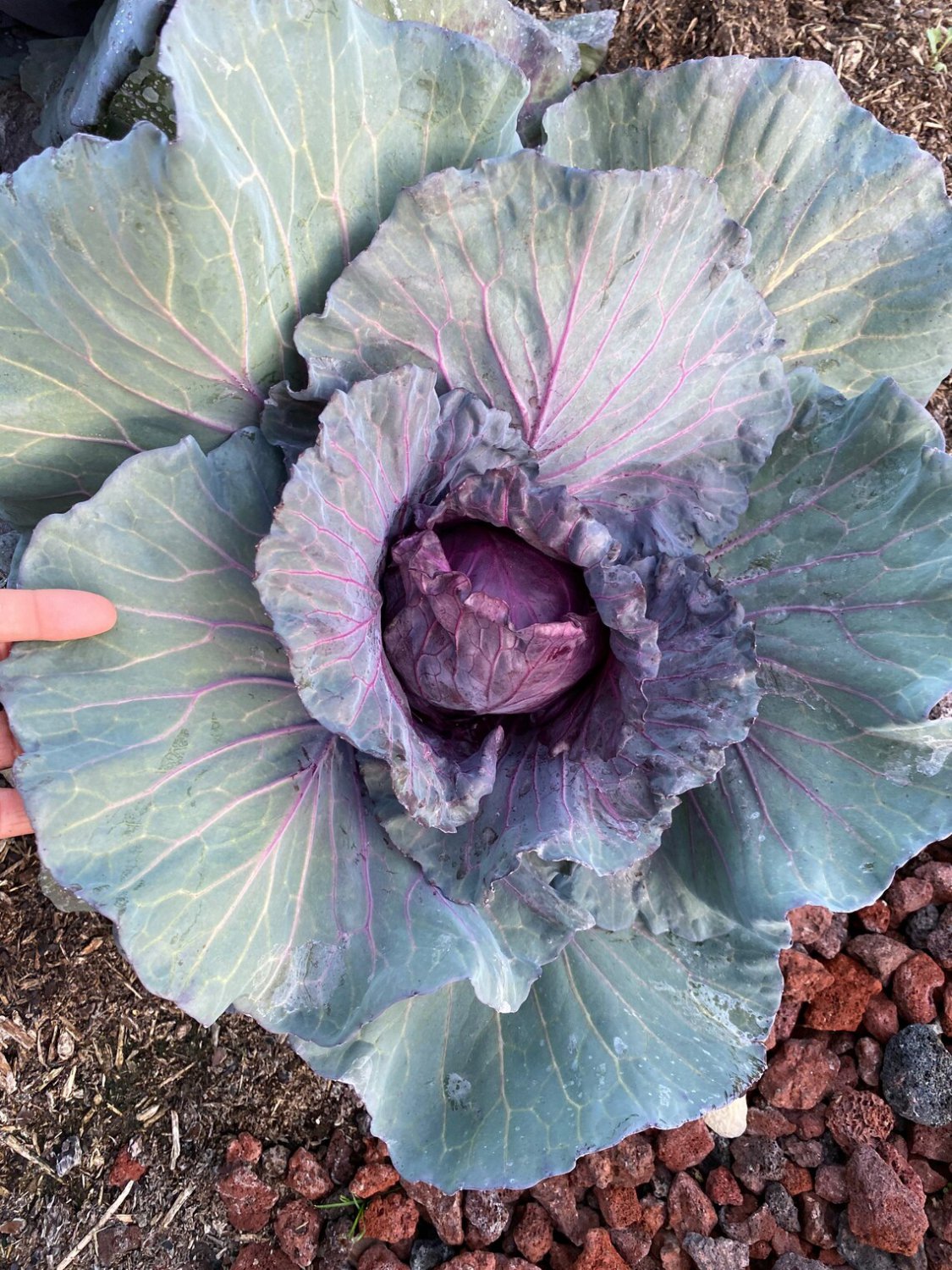 Red Cabbage Seeds