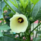 Louisiana Green Velvet Okra Seeds