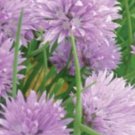 Chives Seeds