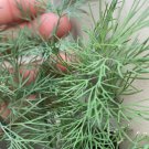 Dill Seeds