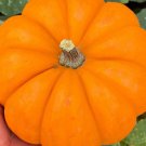 Jack Be Little Pumpkin Seeds