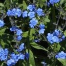 Chinese Forget Me Not Seeds Firmament
