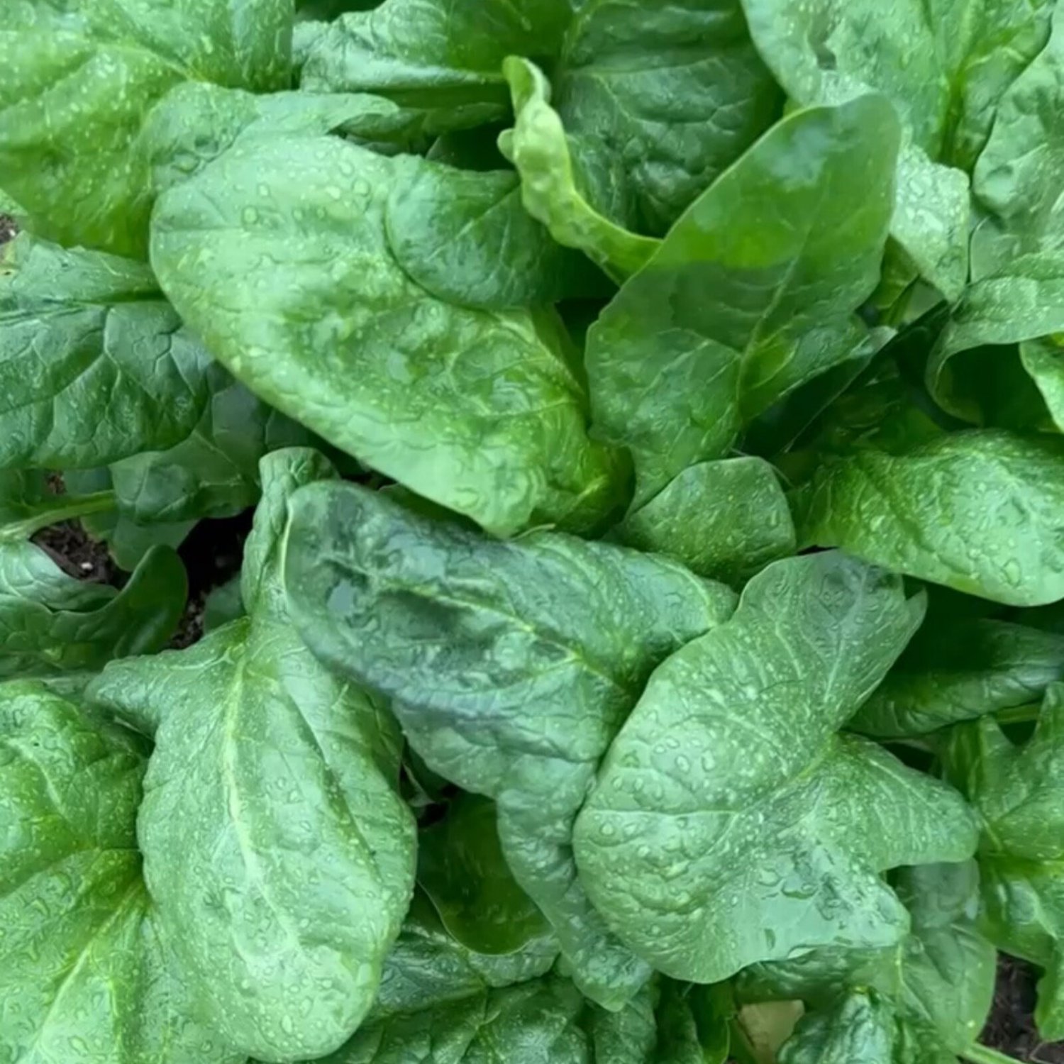 Winter Giant Spinach Seeds