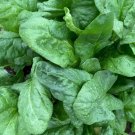 Winter Giant Spinach Seeds