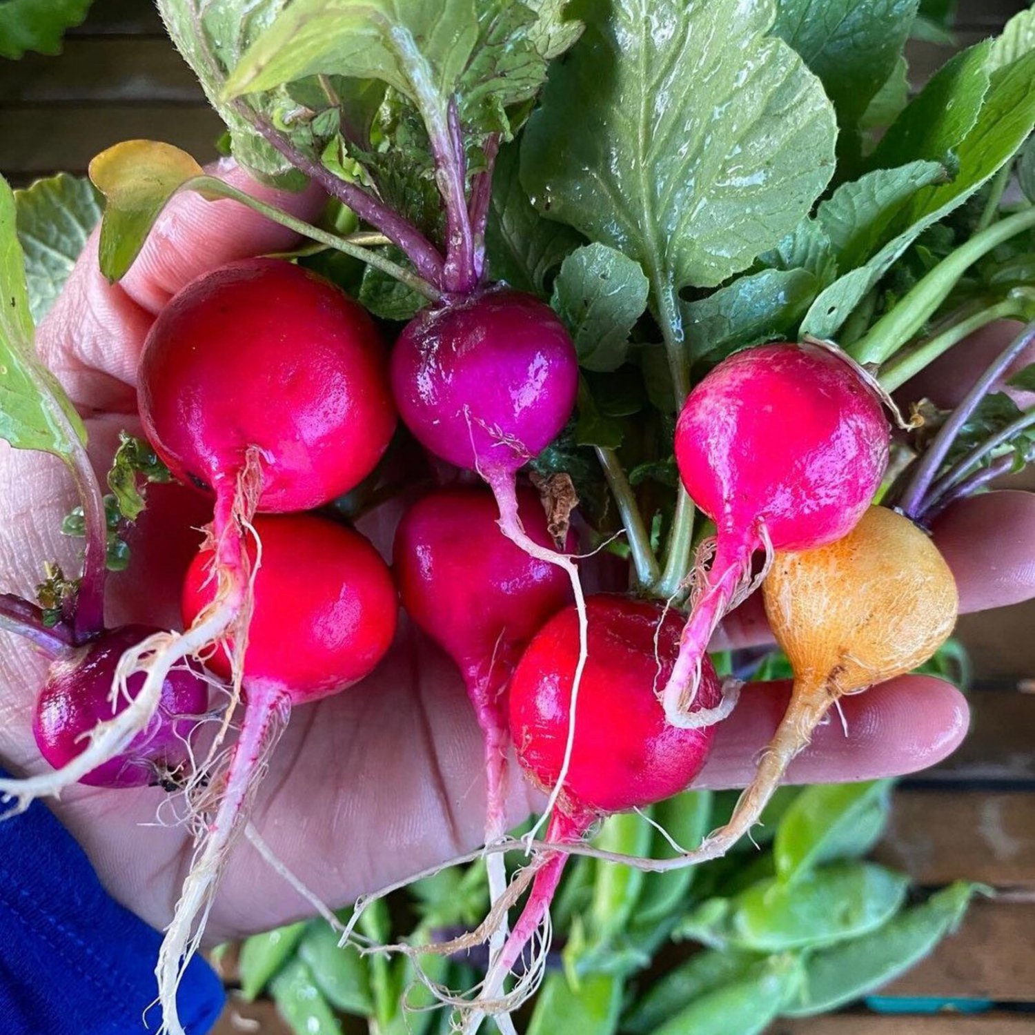 Rainbow Radish Seeds