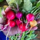 Rainbow Radish Seeds