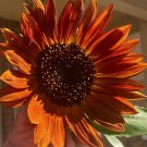 Velvet Queen Sunflower Seeds