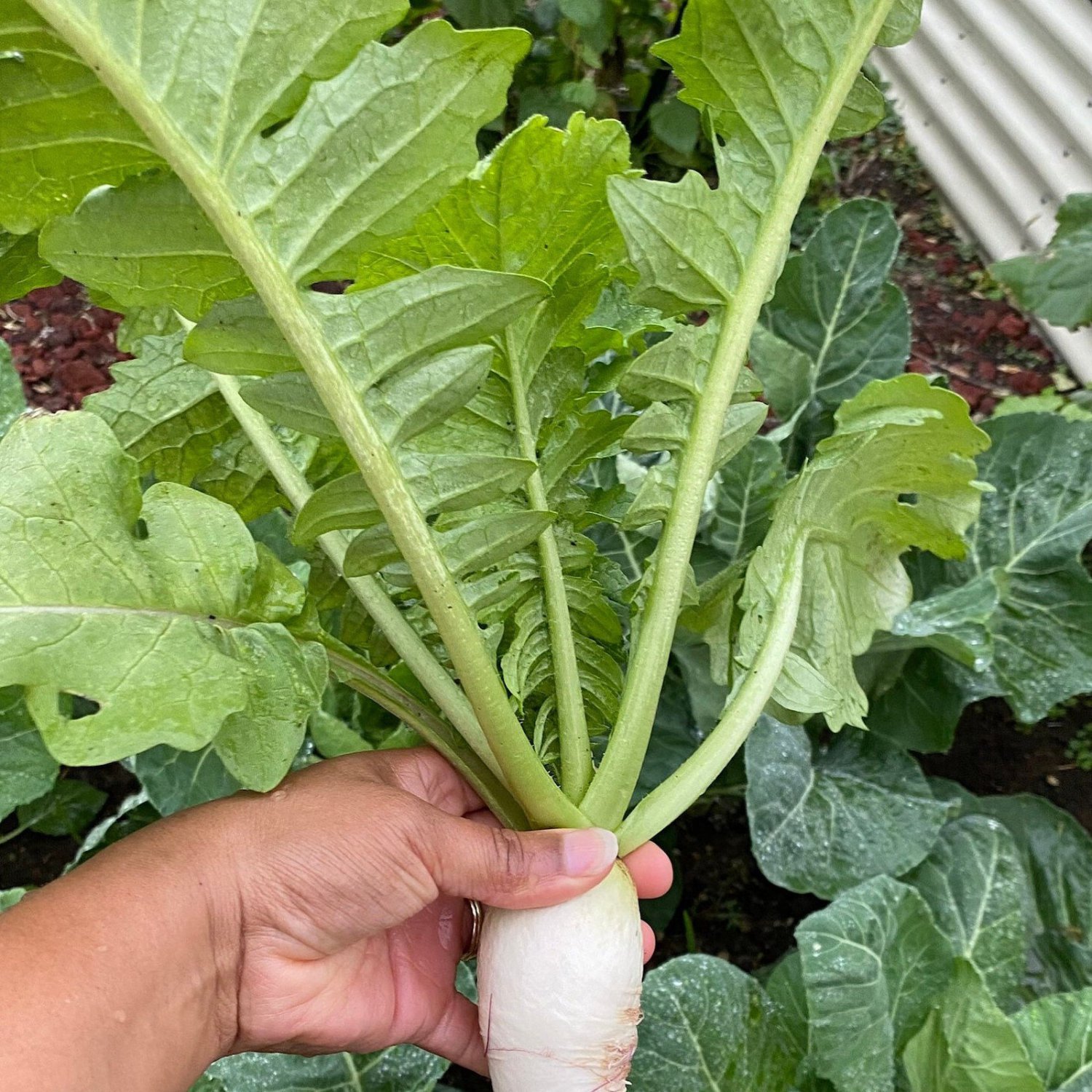 Daikon Radish Seeds