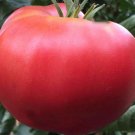 Ponderosa Tomato Seeds