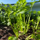 Celery Tall Utah Seeds