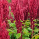 Red Garnet Amaranth Seeds