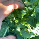 De Cicco Broccoli Seeds Organic