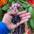 Black Bean Bush Seeds