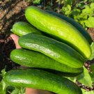 Mercury Cucumber Seeds