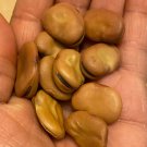 Aquadulce Fava Bean Seeds Organic
