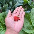 Mushroom Red Hot Pepper Seeds