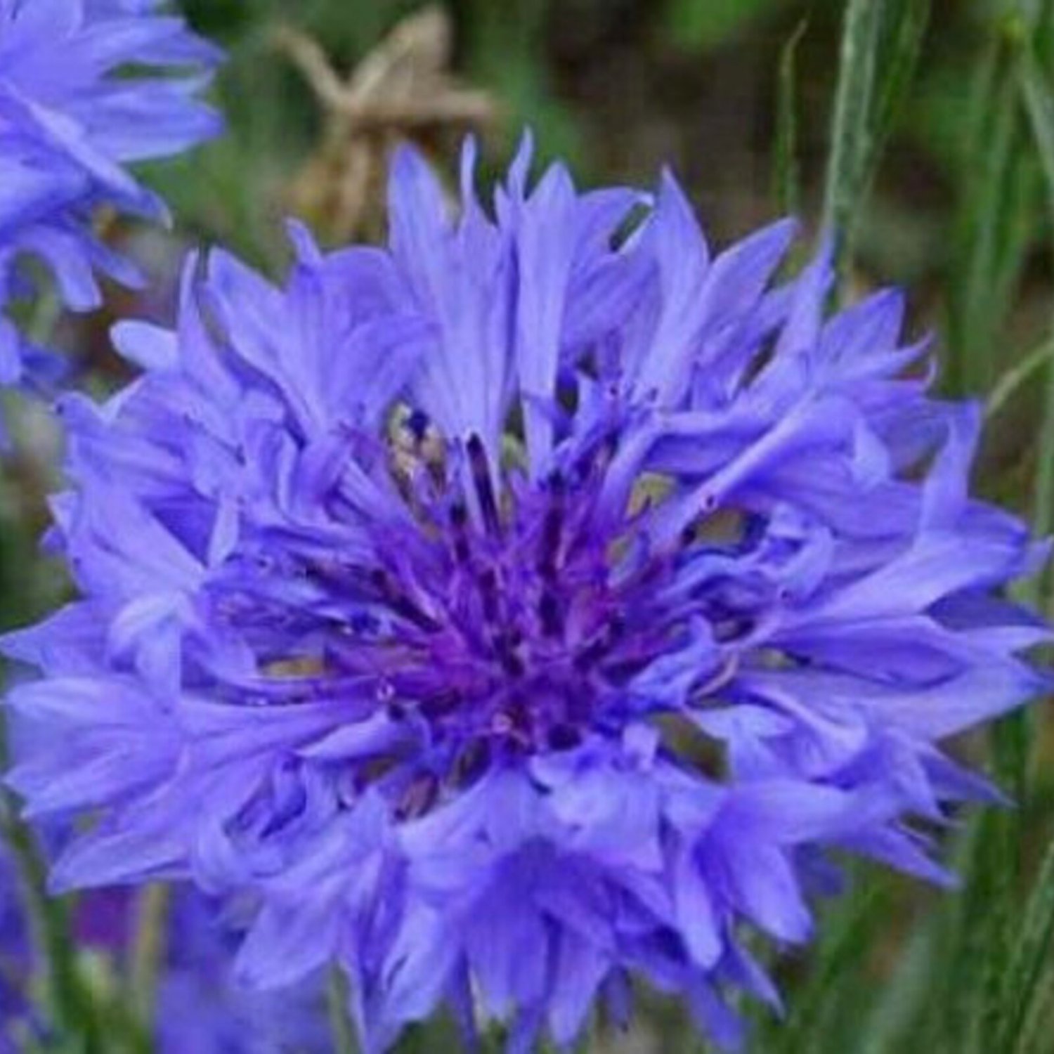 Bachelor Button Blue Dwarf Seeds