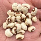 Texas Big Boy Pea