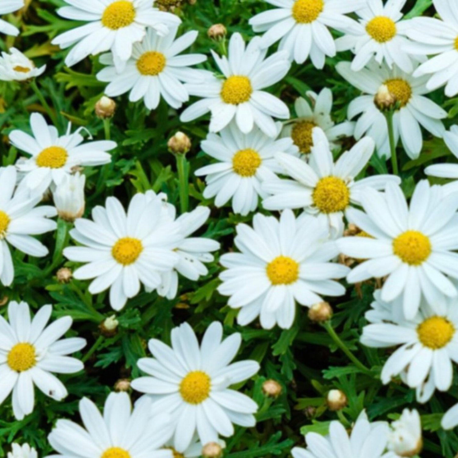 Shasta Daisy Seeds