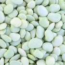 Fordhook Bush Lima Seeds