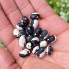 Organic Calypso Bush Bean Seeds