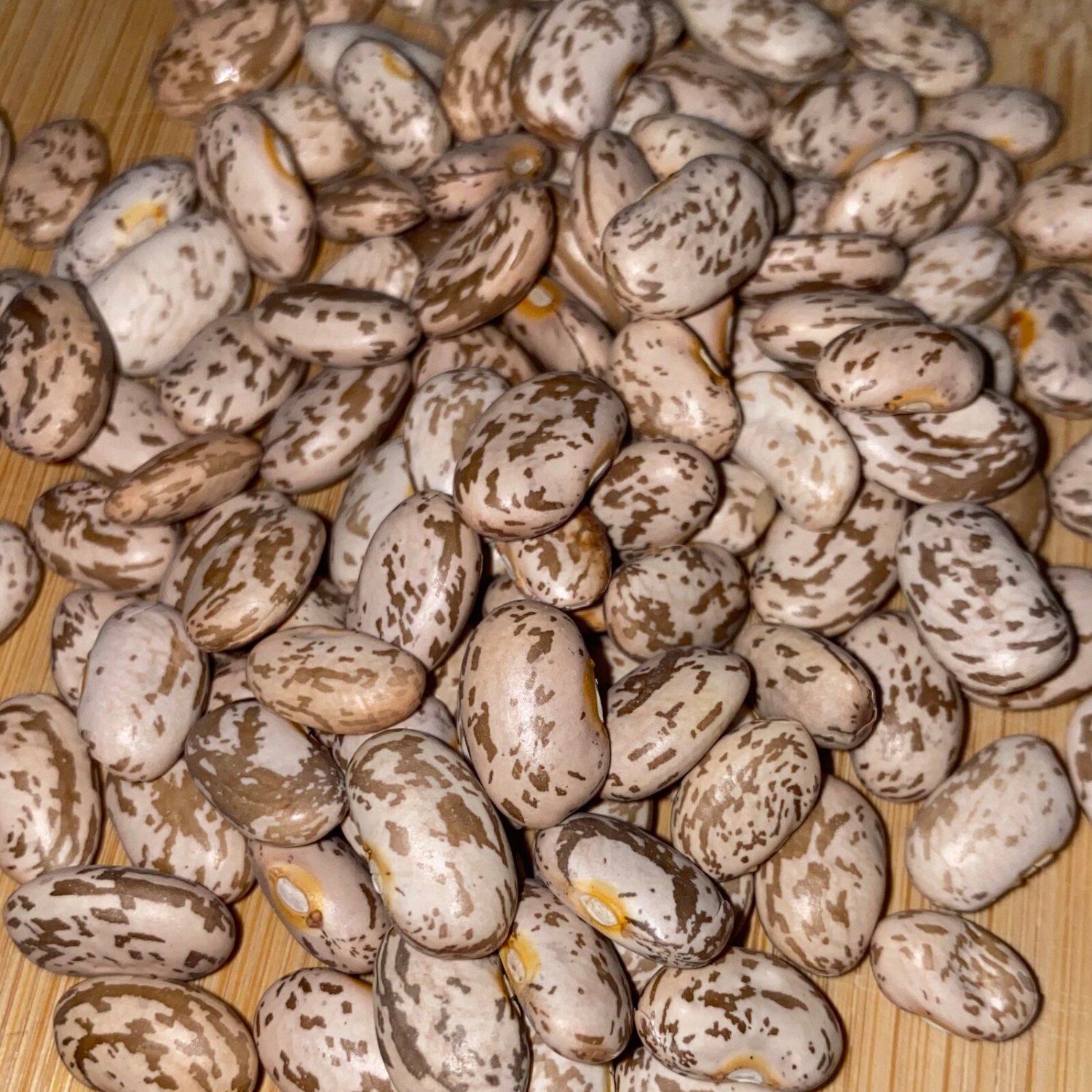 Pinto Bean Seeds