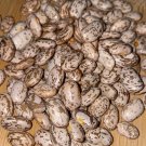 Pinto Bean Seeds