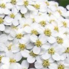 White Yarrow Seeds