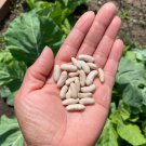 Contender Bush Bean Seeds